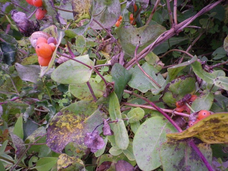 Lonicera implexa / Caprifoglio mediterraneo